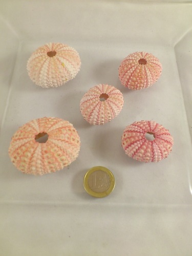 Oursin (Sea urchin pink) 5 p.